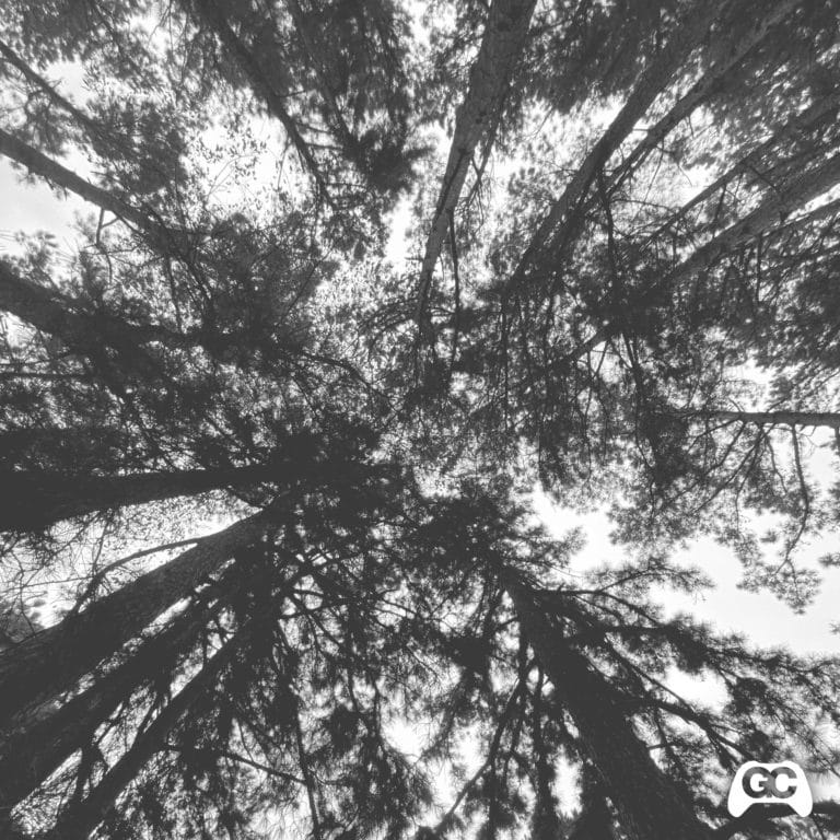 Album art for Lost Woods